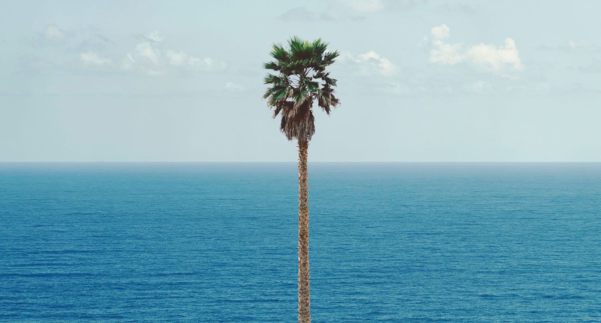 Palm tree/Seascape . 2010 